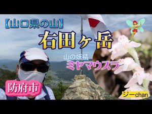 【山口県の山】防府市右田ヶ岳のミヤマウズラ。山の妖精に今年も会いに行きました！ジーchanの活動日記（癒されました）