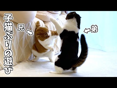 久しぶりに再会した兄猫と子猫ぶりに一緒に遊べた弟猫!