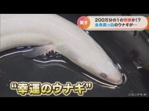 奇跡！幻の「白いウナギ」が養殖場に　「福を呼び込む」と食べずに飼育へ　愛知・豊橋市(2022/10/24)