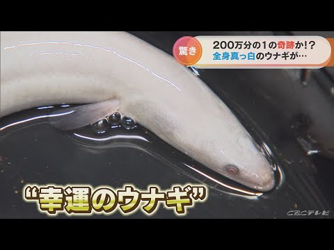 奇跡！幻の「白いウナギ」が養殖場に　「福を呼び込む」と食べずに飼育へ　愛知・豊橋市(2022/10/24)