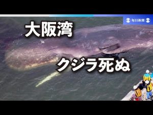大阪湾の迷いクジラ、死ぬ　専門家が現地確認　市、今後の対応協議