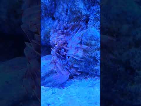 Saltwater & Chill - Feather Duster