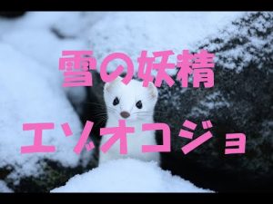北海道大雪山、山の妖精エゾオコジョ走る！！！