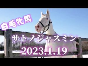 白毛牝馬サトノジャスミン 2023.1.19