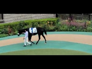 2022/10/09 東京第5R 新馬戦 サトノトルネード