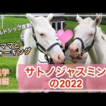 サトノジャスミンの2022 ゴールドシップ産駒の可愛い白毛ちゃん【前編】