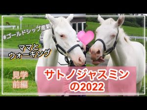 サトノジャスミンの2022 ゴールドシップ産駒の可愛い白毛ちゃん【前編】