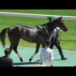 【新馬戦2022】 シャザーンに競り勝ったダノントルネード 現地映像