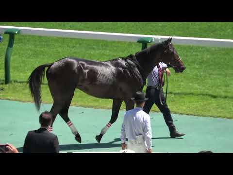 【新馬戦2022】 シャザーンに競り勝ったダノントルネード 現地映像