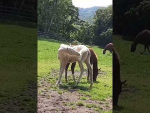 白毛牝馬#サトノジャスミン2022(父#ゴールドシップ)2022.5.25