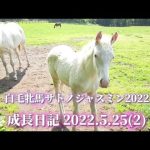 白毛牝馬サトノジャスミン親子の『成長日記』2022.5.25(2)